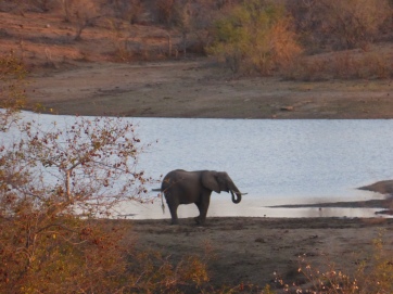 a lone elephant takes a drink at a watering hole