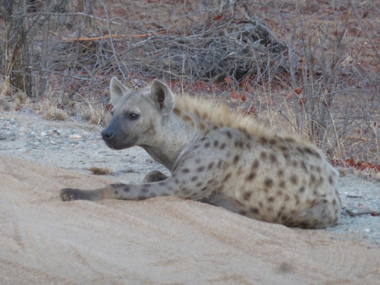 spotted hyena waits for the lions to leave