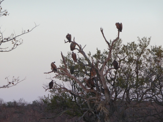 vultures watch over the kill